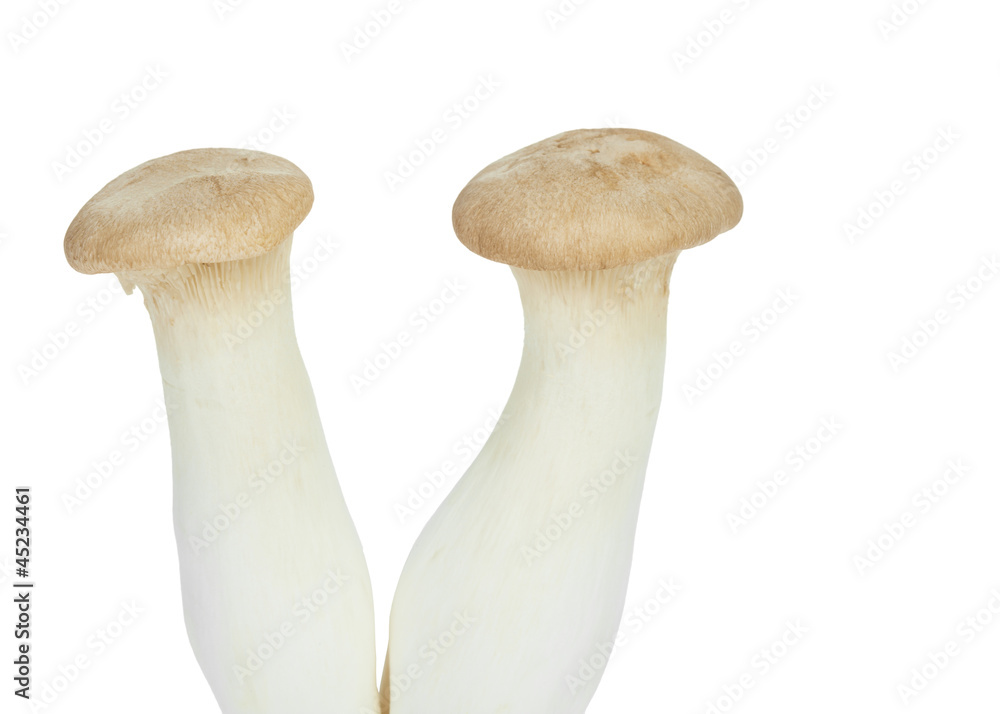 Mushroom names Eringii Mushroom names Eringii
