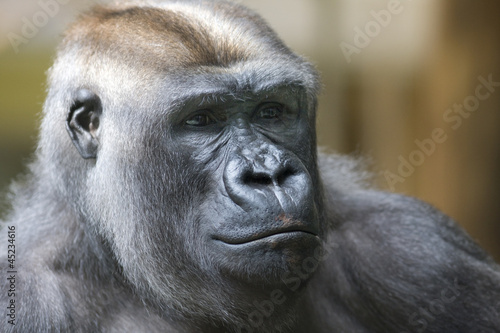 Silverback gorilla © bartuchna