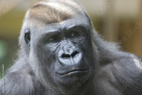 Silverback gorilla © bartuchna