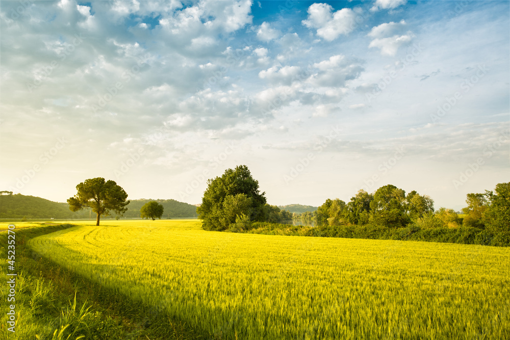 Obraz premium ear of corn field