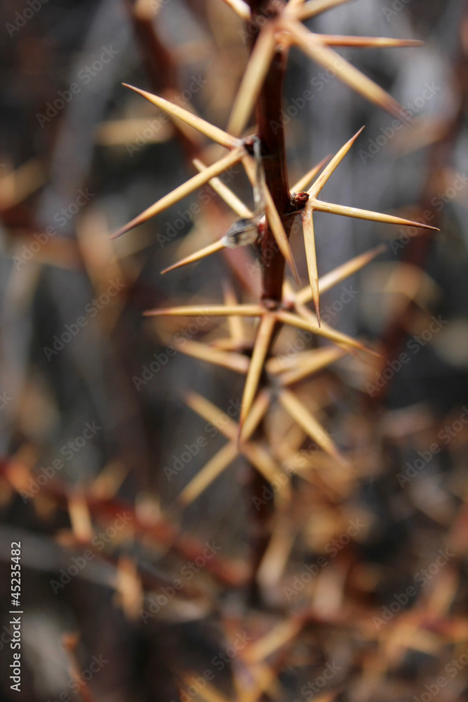 Thorn Thorn