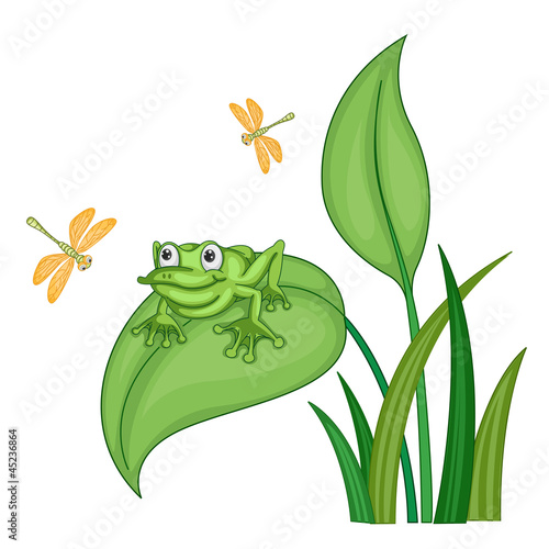 green frog