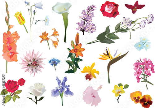 flowers set isolated on white