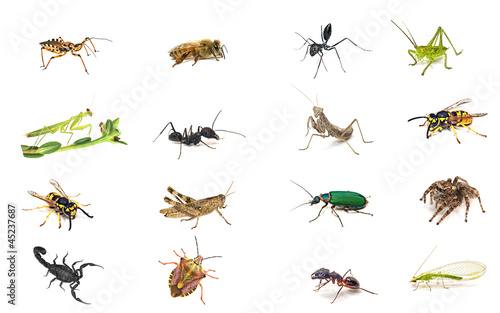 Set insects isolated on white
