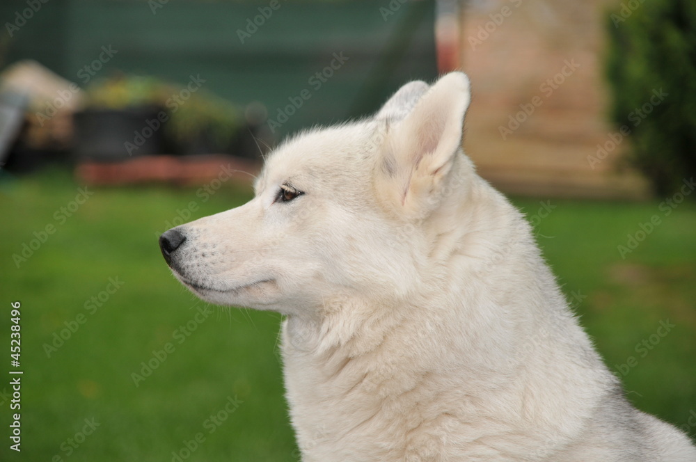 Weiser Siberian Husky
