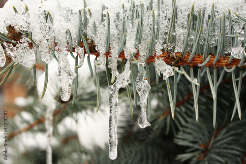 Frozen sprig of fir-tree photo