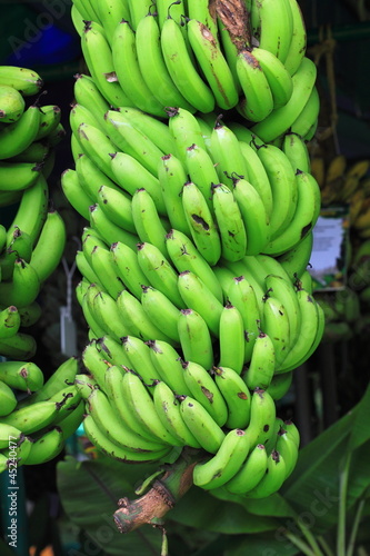 Green banana on tree