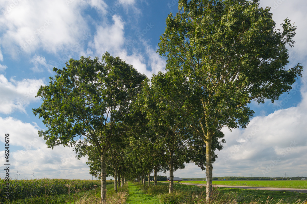 Fototapeta premium Trees along a field with corn