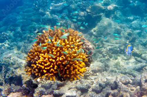 Fishes in corals. Maldives
