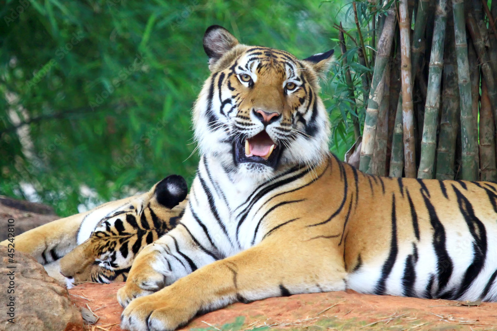 Fototapeta Warkliwy tygrys i patrząc aparatu
