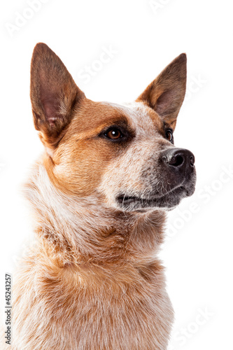 Red Heeler - Australien Cattle Dog