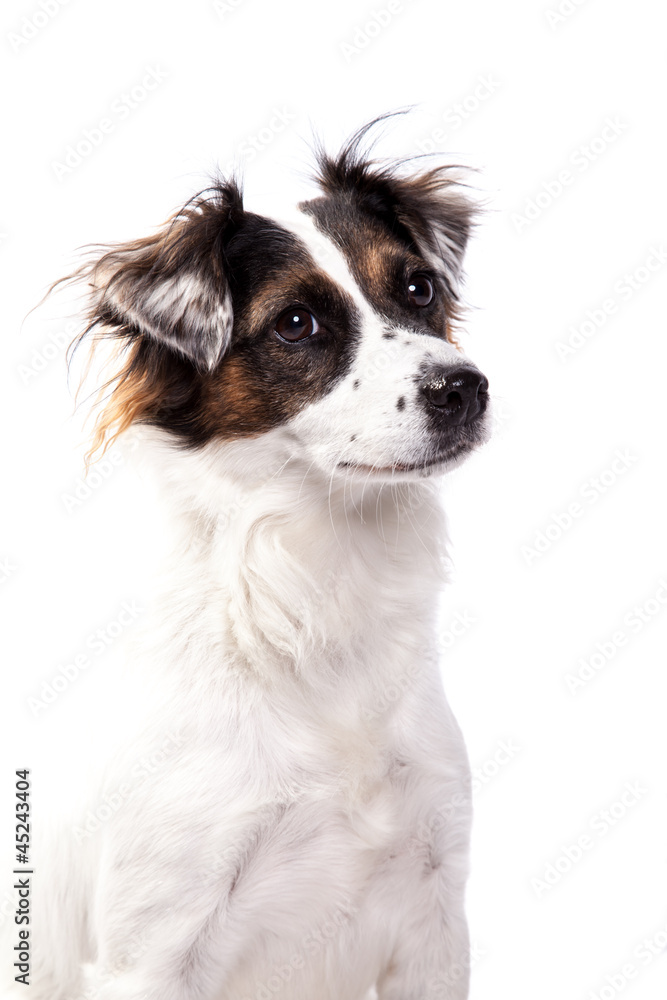 Jack Russell schaut Jack Russell schaut