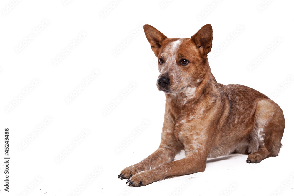 Red Heeler - Australien Cattle Dog im platz