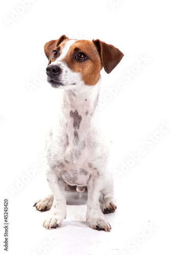 Jack Russell