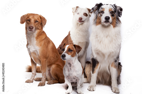 Hundegruppe - Vier Hunde © Magnus Pomm