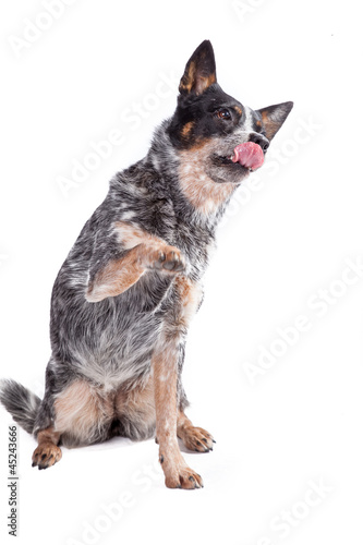 Hund hebt Pfote und streckt Zunge raus © Magnus Pomm