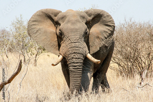 Duzy slon