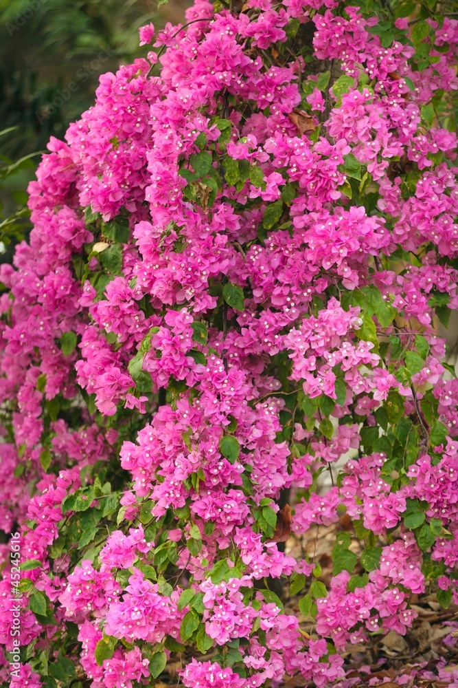 pink bougainvillea pink bougainvillea
