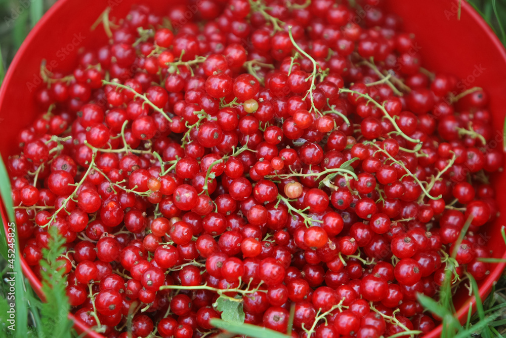 Currants
