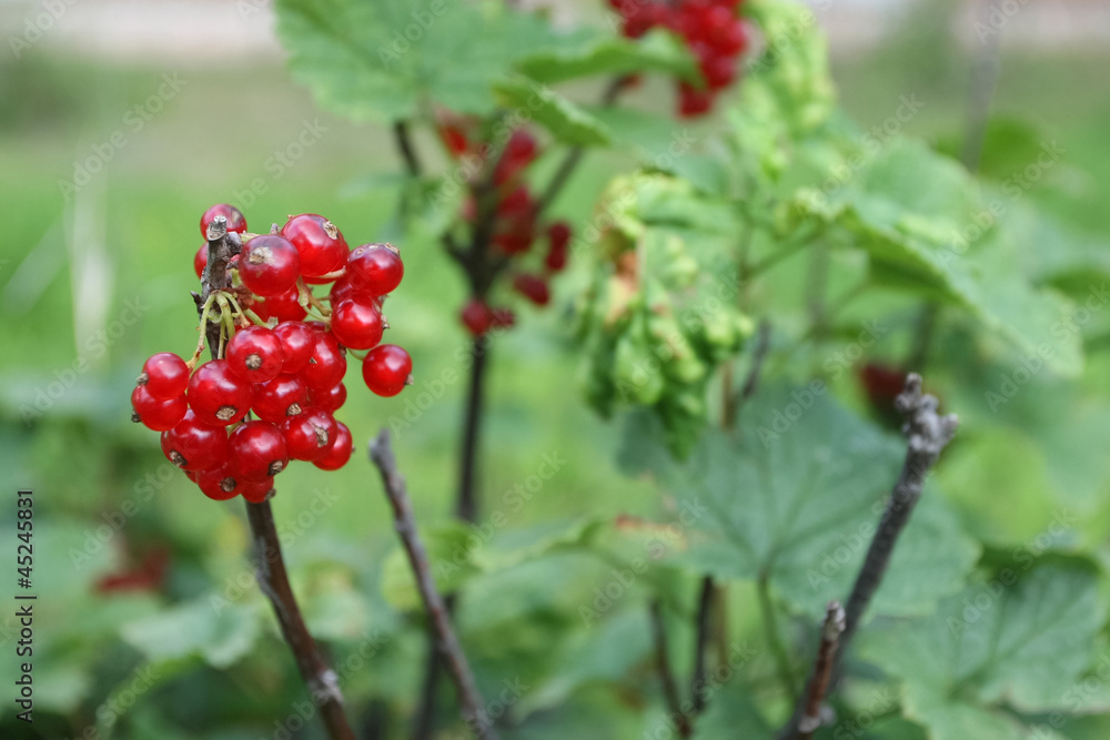 Currant bush Currant bush