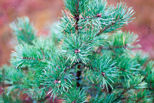 green prickly branches of a pine
