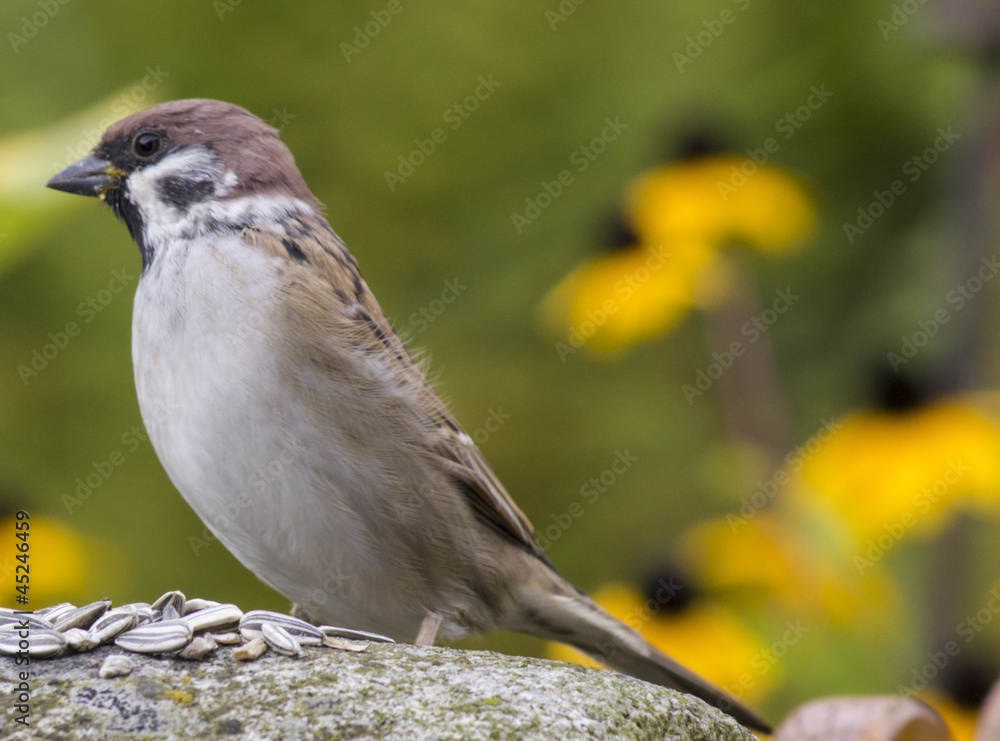 Obraz premium Vögel