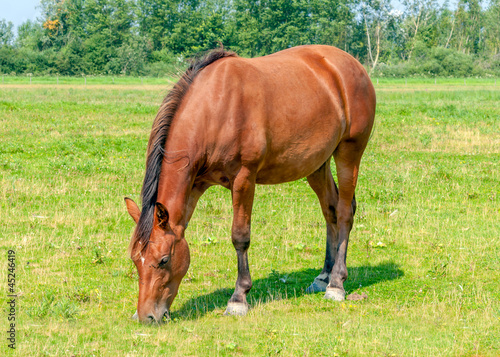 Brown horse grazing lonely