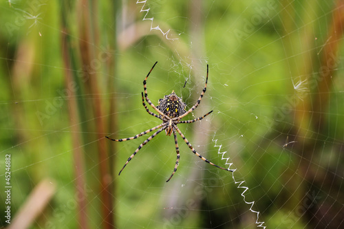 Spider on a spiderweb