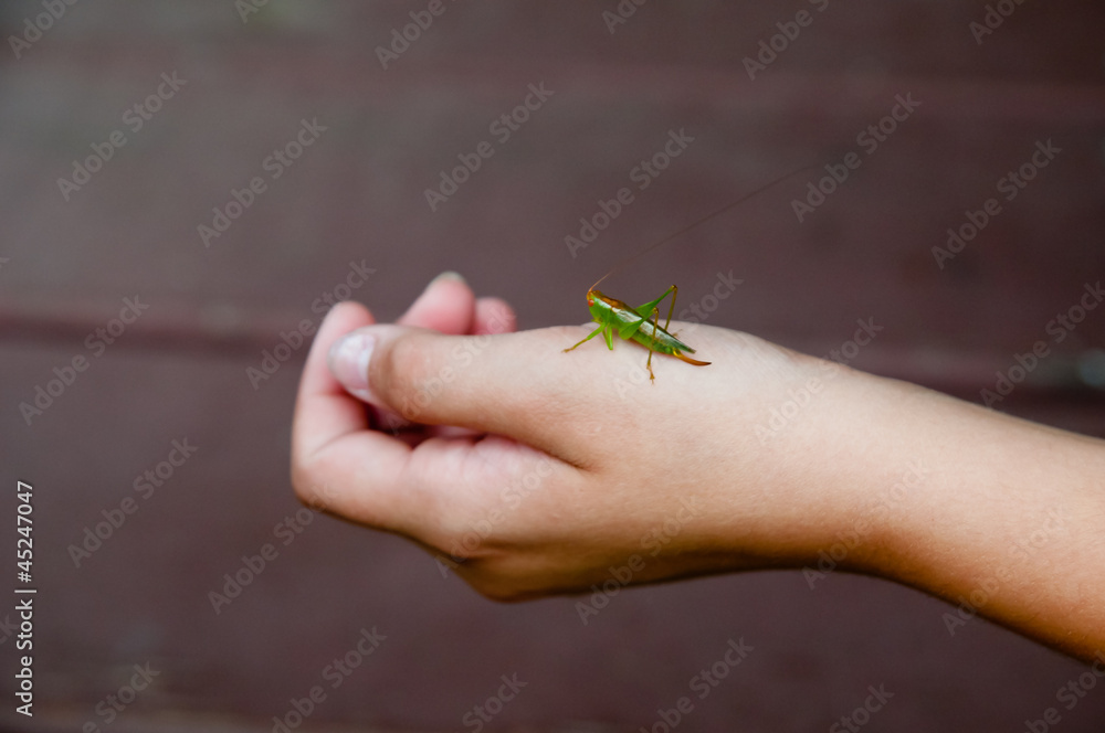 Obraz premium Holding a grasshopper