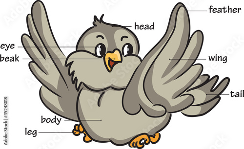 Cartoon bird. Vocabulary of body parts.