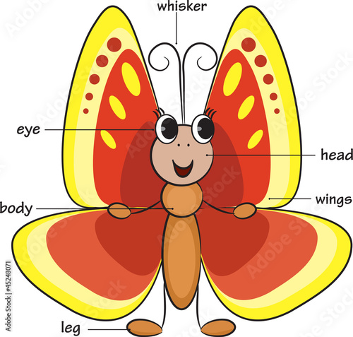 Cute cartoon butterfly. Vocabulary of body parts