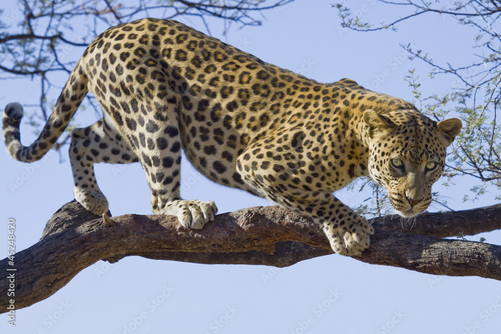 Naklejka premium Leopard on tree