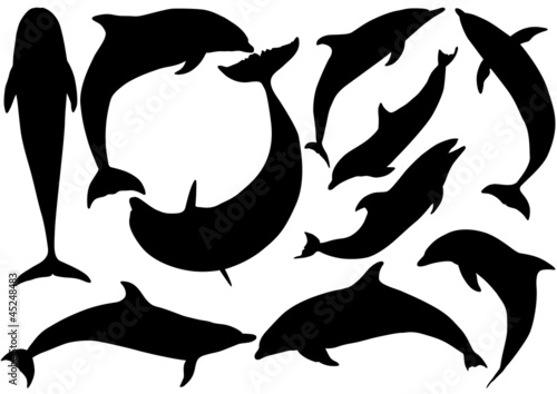 Dolphins vector silhouettes on white background