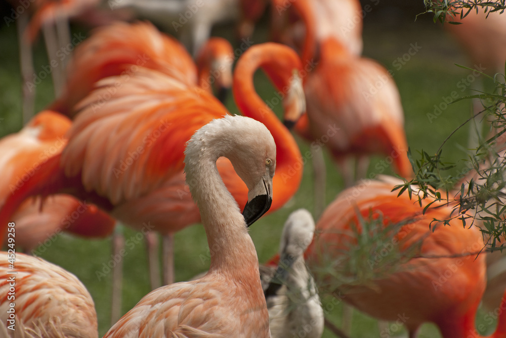 Obraz premium Flamingos