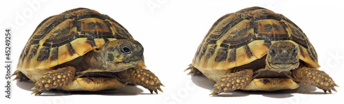 Two smal Turtles isolated on white background