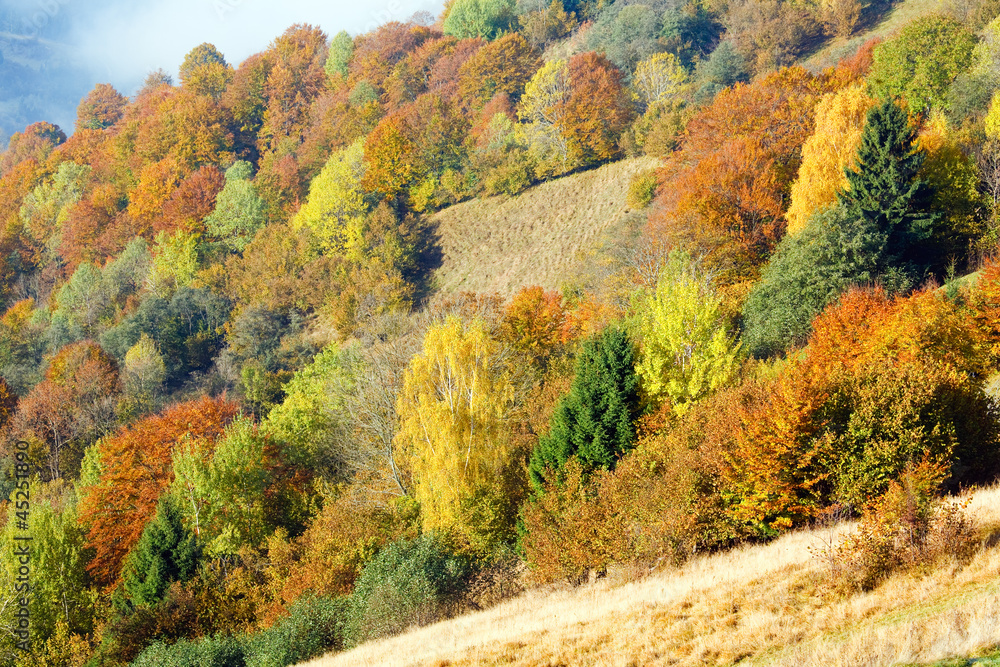 Naklejka premium autumn mountain forest