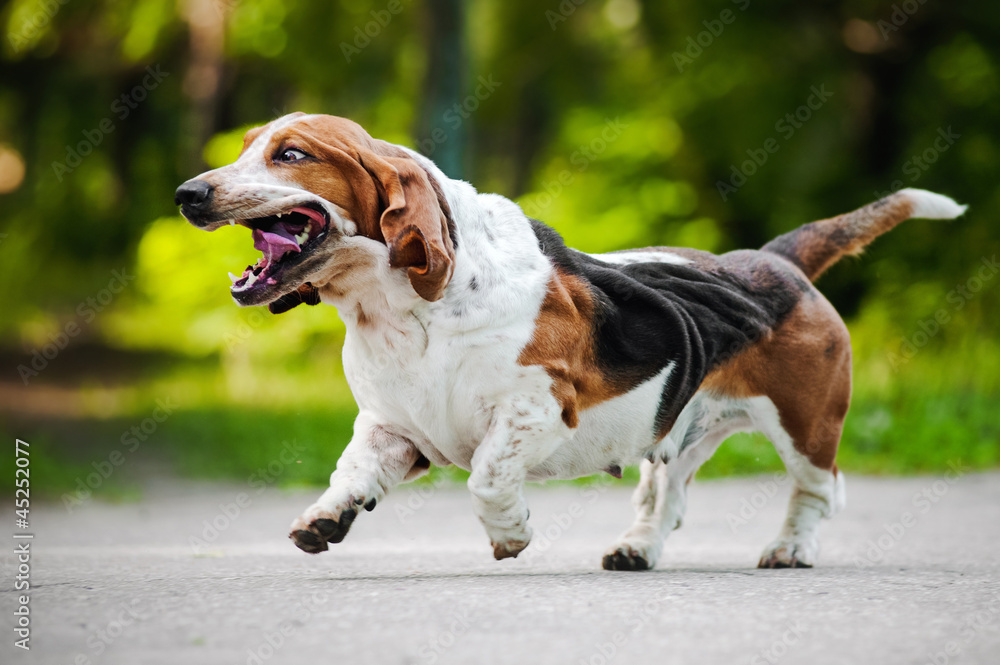 funny dog Basset hound running