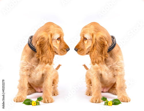 Obraz na płótnie cocker spaniel puppies w salonie