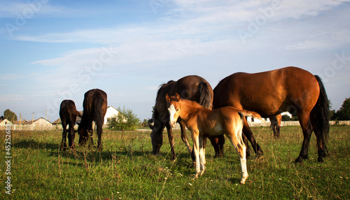 Foal and group of horses on green grass background © vadimmmus