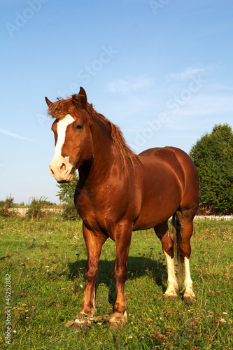 Strong horse on green grass background © vadimmmus