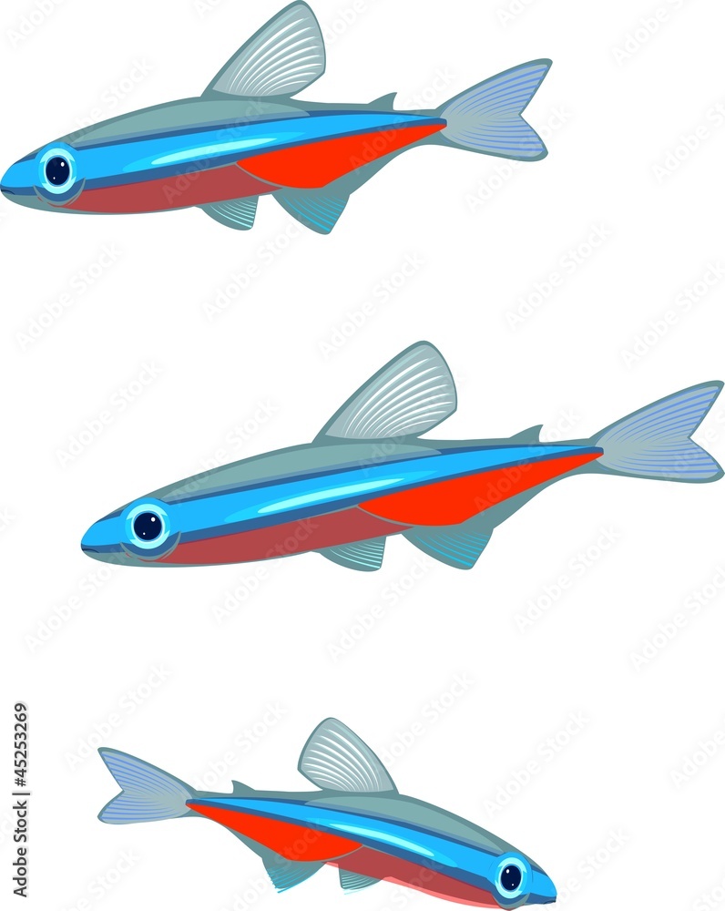 Fototapeta premium Cardinal tetra