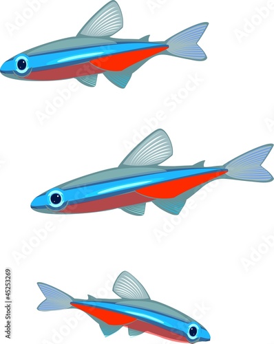 Cardinal tetra