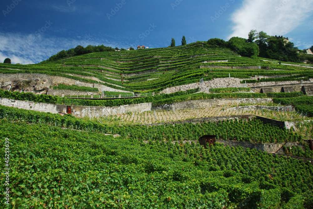 Vignobles de Lavaux, Suisse