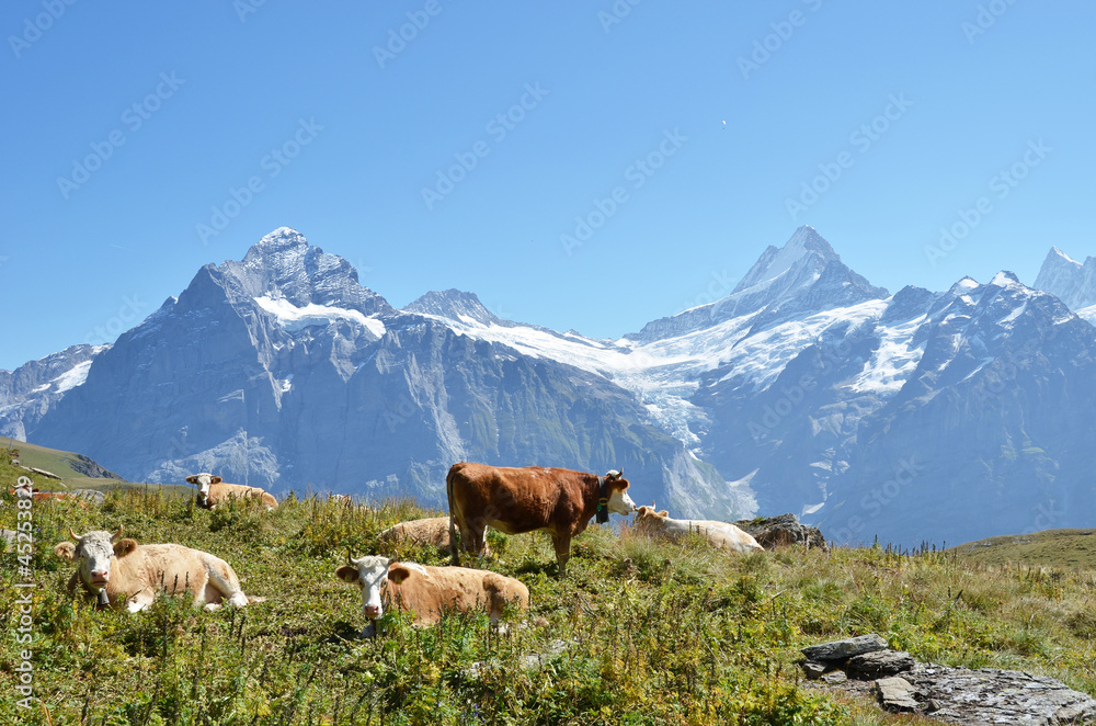 Cows on the Alpine meadow. Jungfrau region, Switzerland