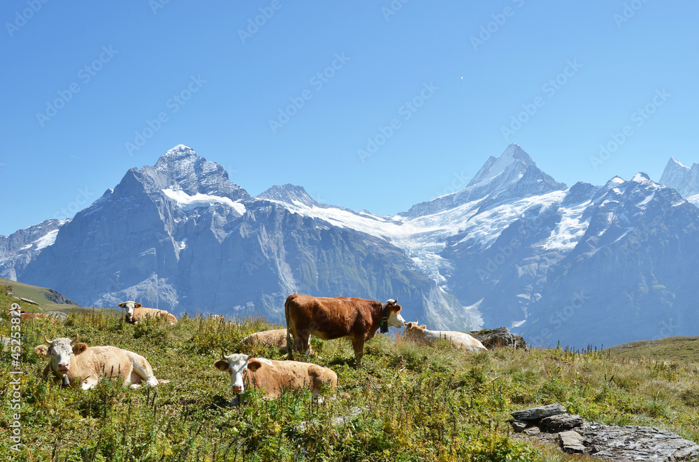 Cows on the Alpine meadow. Jungfrau region, Switzerland Cows on the Alpine meadow. Jungfrau region, Switzerland