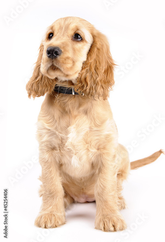 Obraz na płótnie cocker spaniel puppy w salonie
