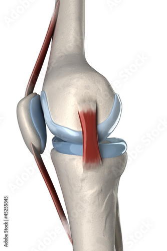 Isolated human knee anatomy lateral view photo