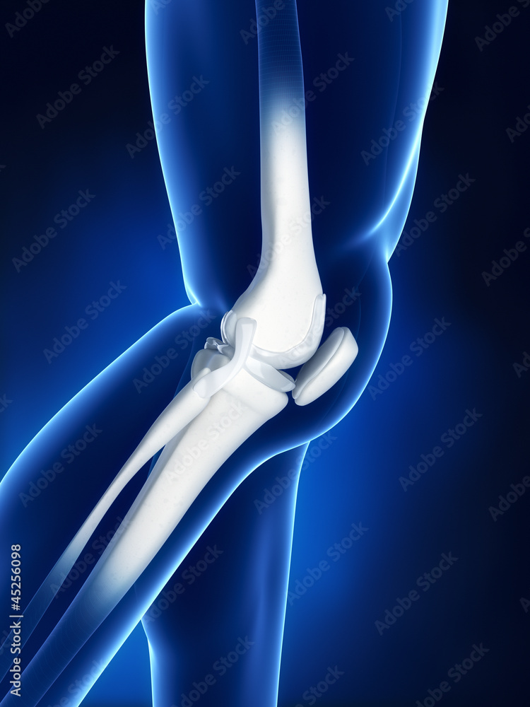 Knee bone anatomy Knee bone anatomy
