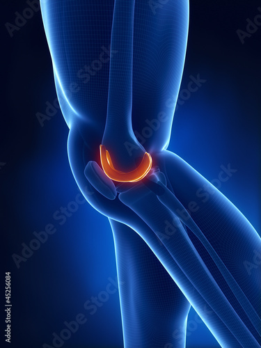 Articular cartilage anatomy lateral view photo