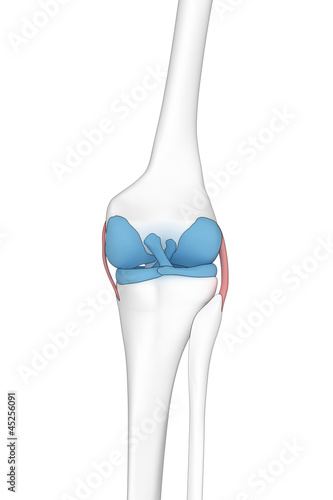 Knee posterior view anatomy cartoon view
